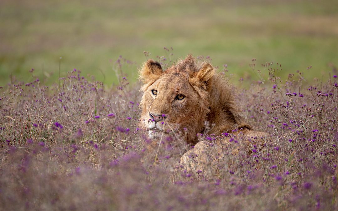 Betaalbaar en kwalitatief op safari naar Afrika, hoe kan dat?