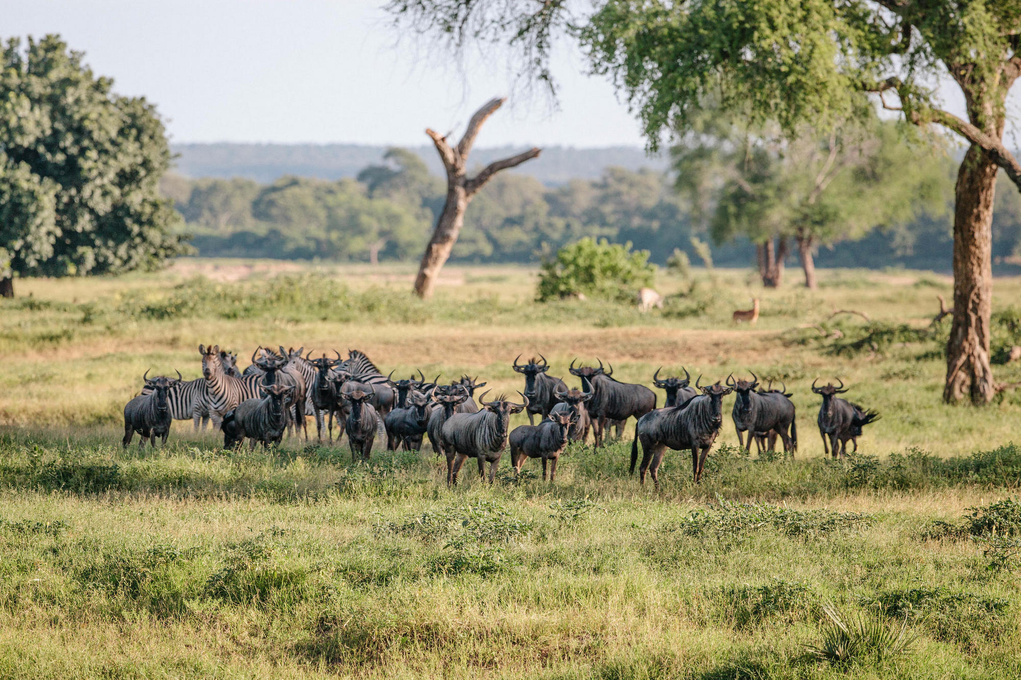 Safari Atelier - John's Camp - Robin Pope Safari's - Mana Pools - Zimbabwe
