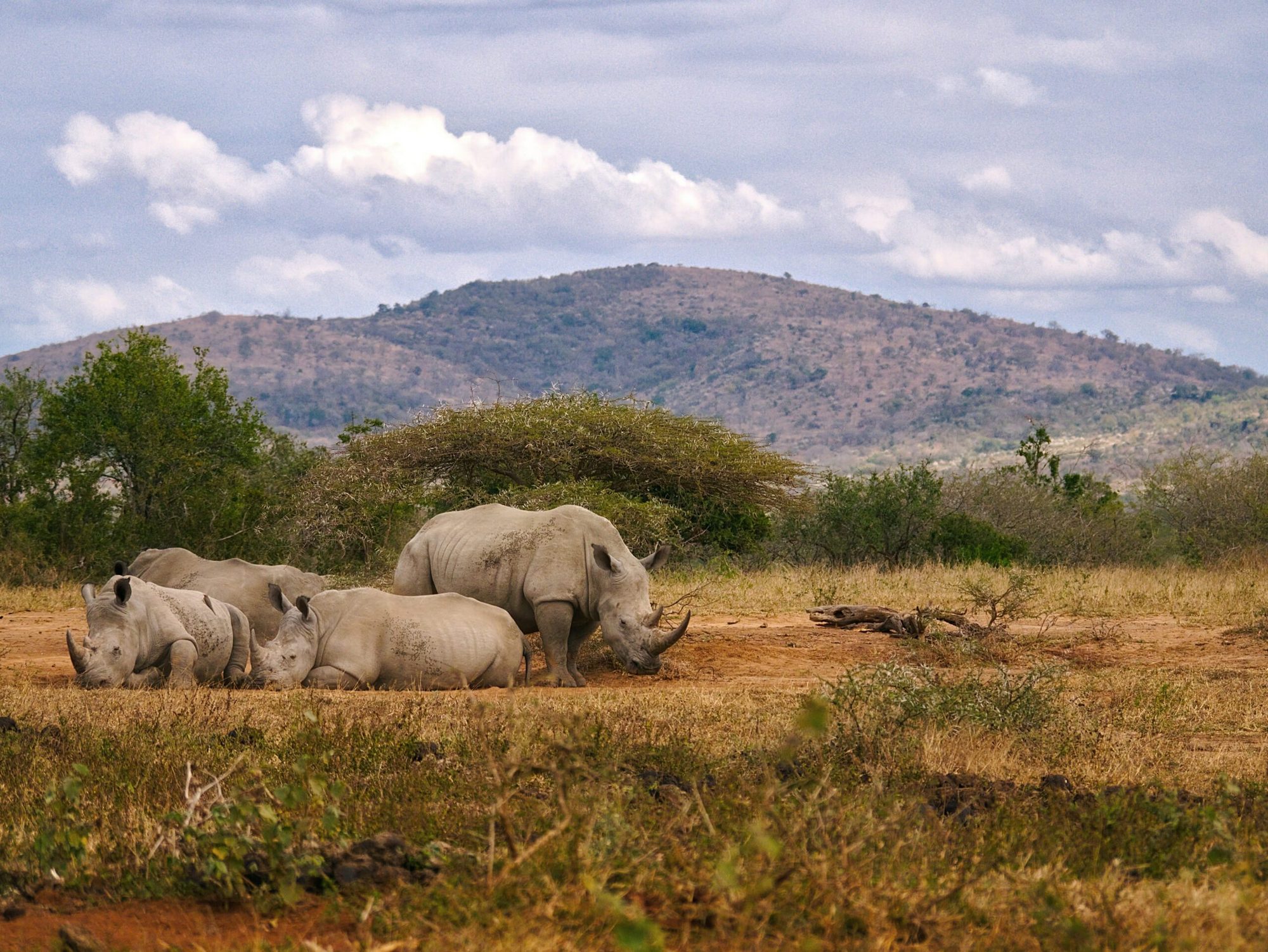 Safari Atelier - Safari - Hluhluwe - neushoorn - Zuid Afrika