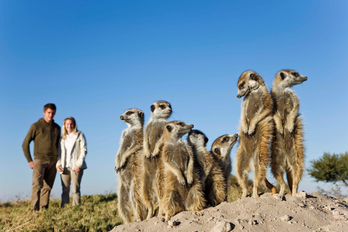 Safari Atelier - Natural Selections - Makgadikgadi - Stokstaartjes - Botswana
