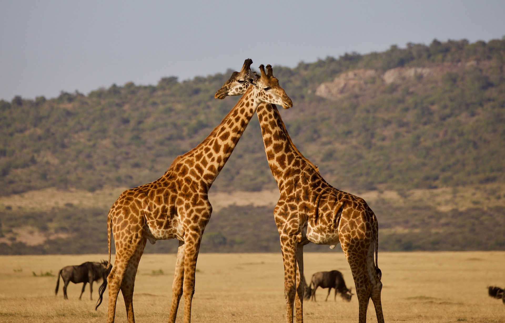 Safari Atelier - Serengeti - jeepsafari - Tanzania