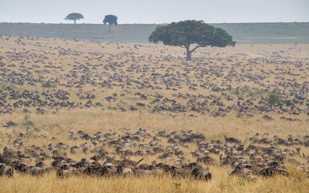 Het kalverenseizoen van de migratie in Ndutu, Serengeti