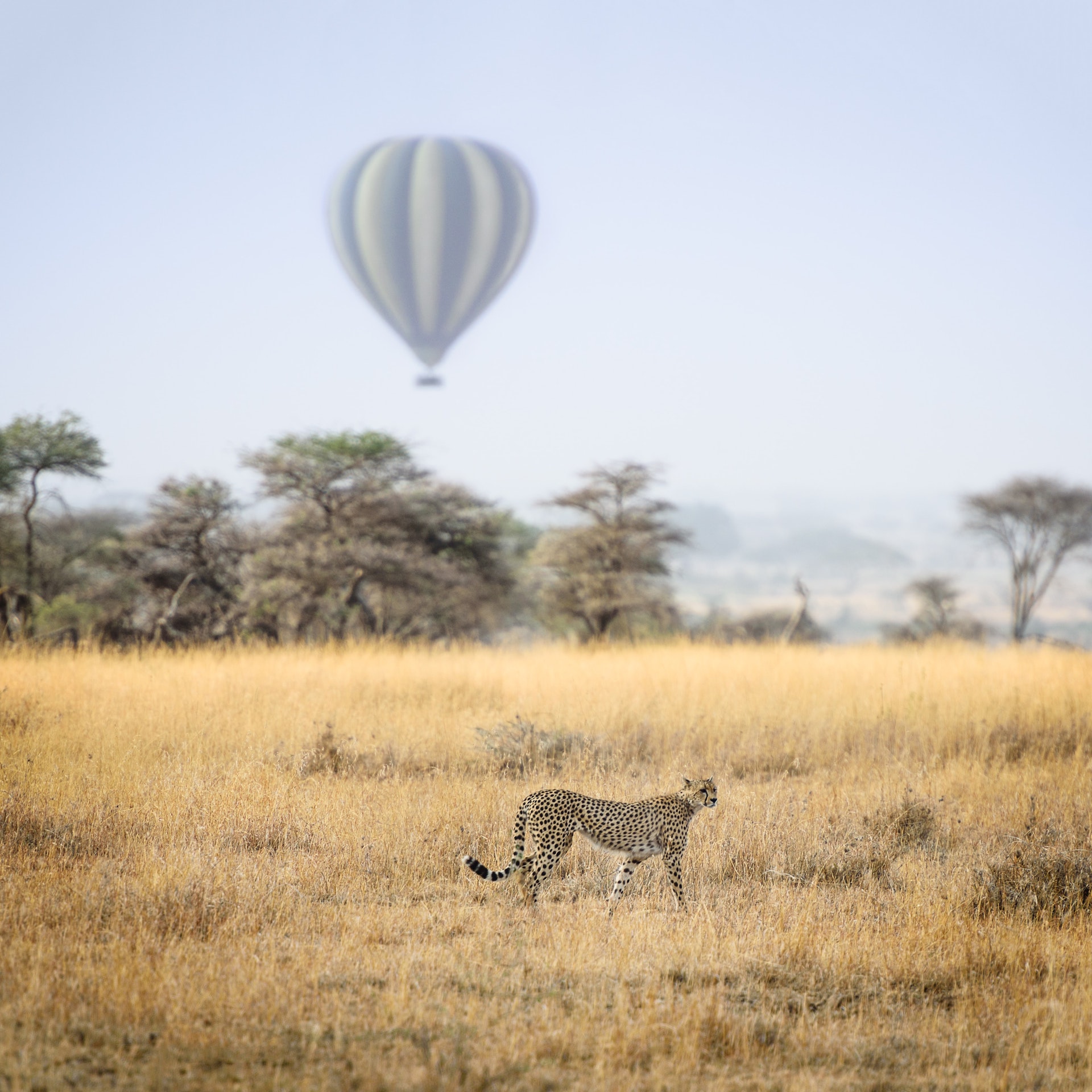 Safari Atelier - Serengeti - ballonsafari - cheeta tijdens eepsafari - Tanzania
