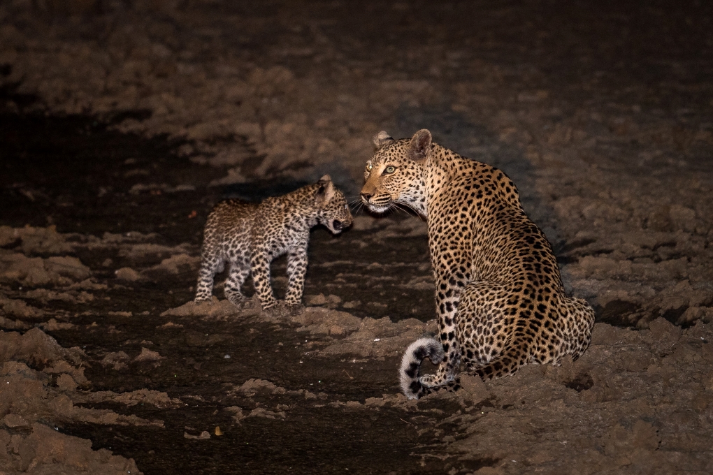 Safari Atelier - Luipaard met jong - Tena Tena Camp - Robin Pope Safaris - South Luangwa Nationaal Park - Zambia