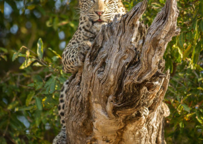 Met Safari Atelier naar Zuid-Afrika. Bezoek Sabi Sands tijdens jouw rondreis op maat. Luipaard tijdens jeepsafari in het Kruger
