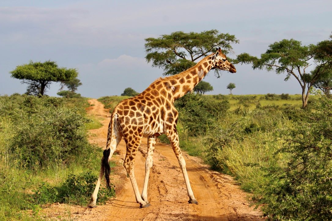 Safari Atelier - Kidepo Valley - Oeganda