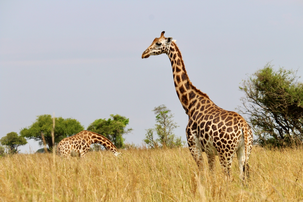 Safari Atelier - Murchison Falls - Oeganda