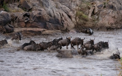 De migratie van de hoefdieren in de Serengeti; het overzicht per reisperiode