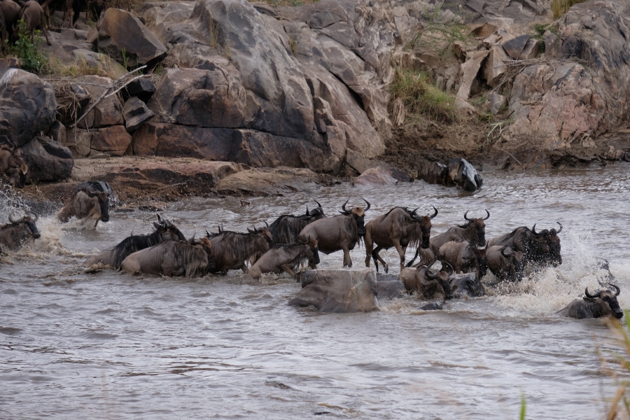 De migratie van de hoefdieren in de Serengeti; het overzicht per reisperiode