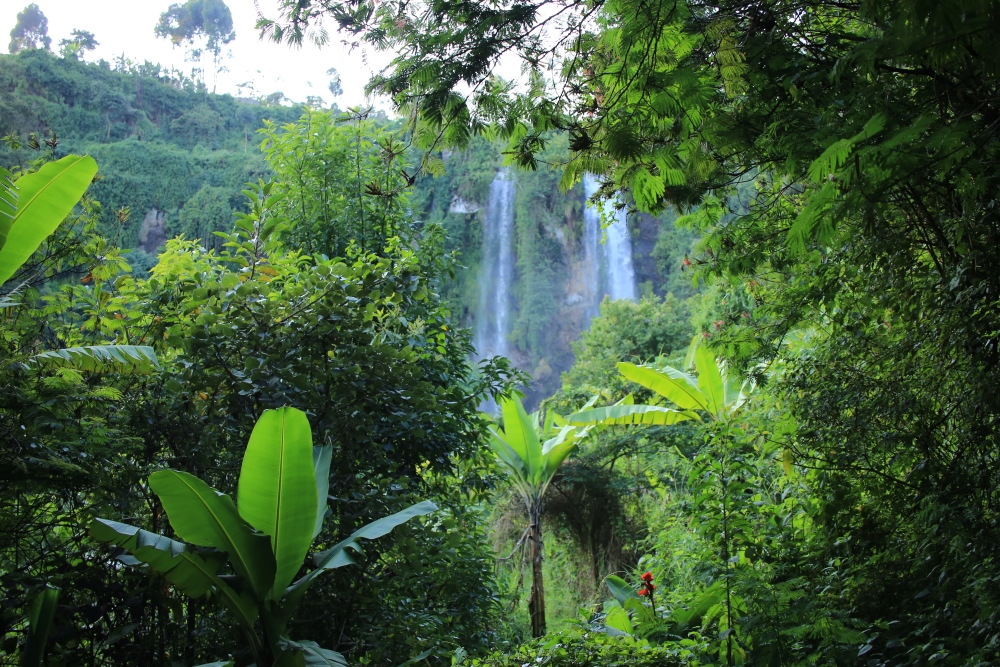 Safari Atelier Sipi Falls - koffieproces - Oeganda