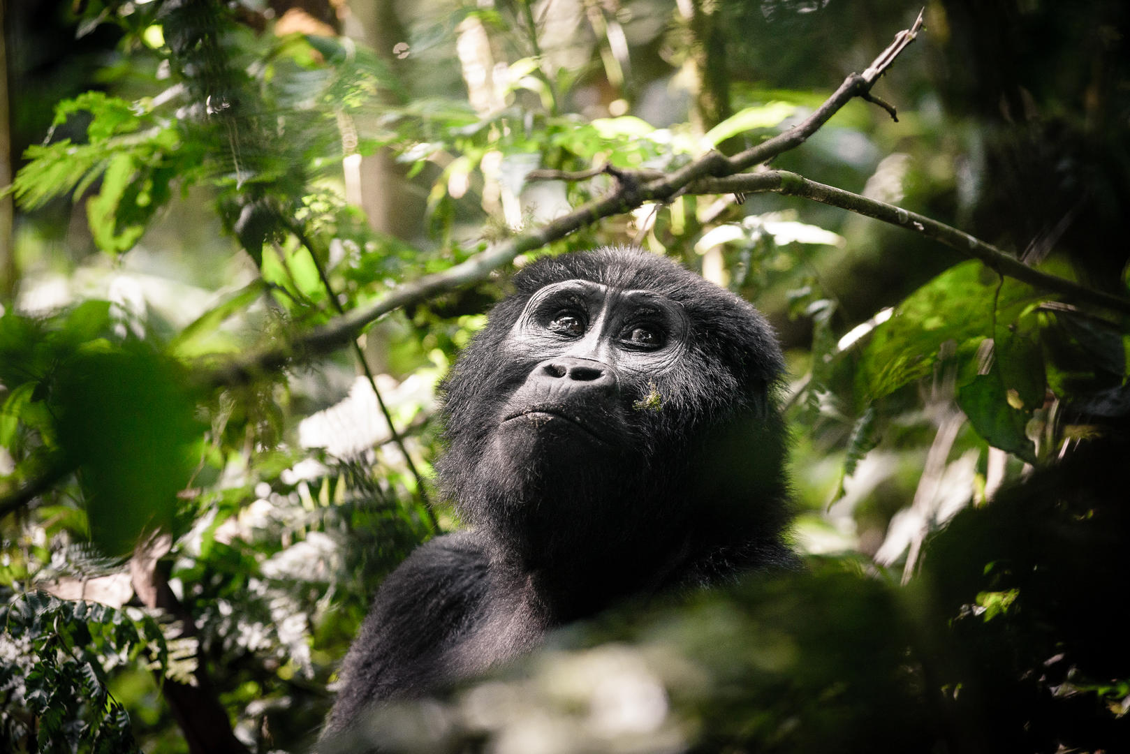 Safari Atelier - Sanctuary Lodges - Gorilla Forest Camp - Buhoma - Bwindi Impenetrable Forest - Gorilla trekking - Oeganda