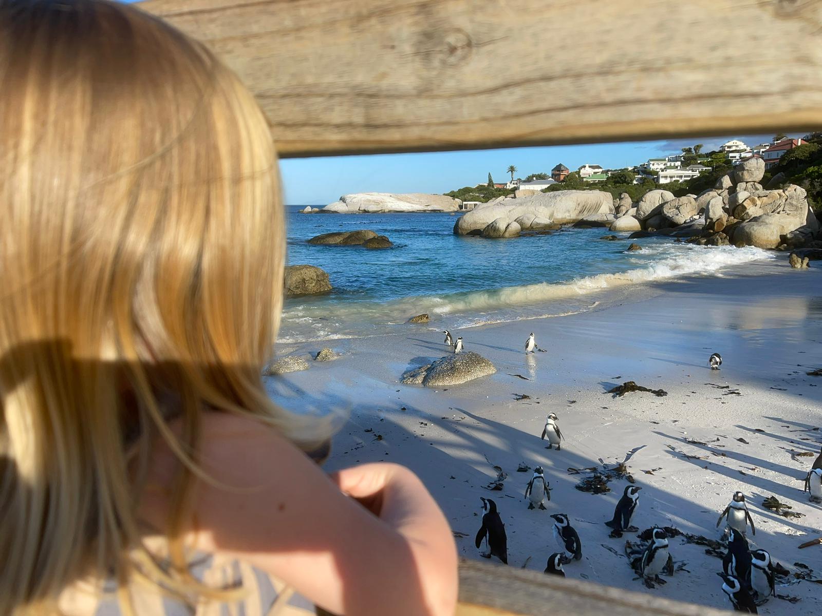 Familiereis Zuid Afrika Boulders Beach 2 Safari Atelier - Boulders Beach - familievriendelijk - Zuid Afrika