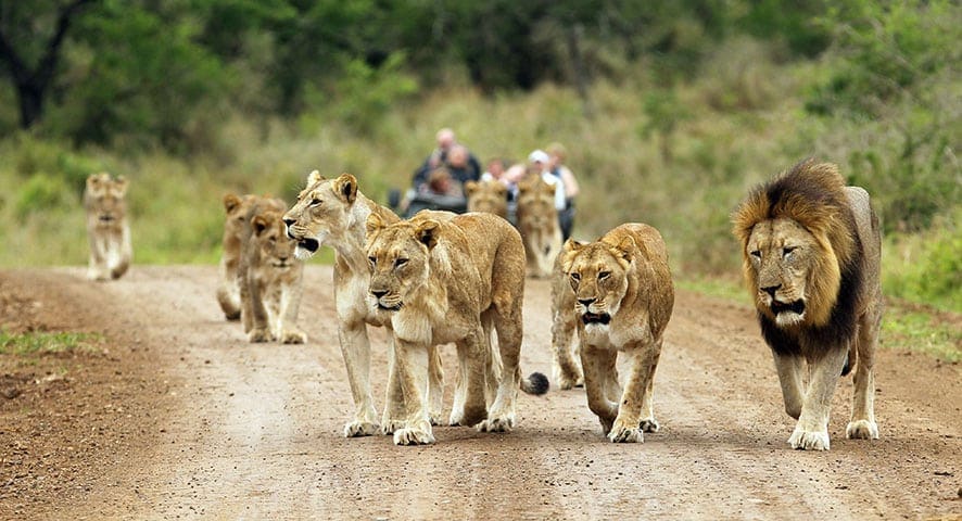 Safari Atelier - Thanda Safari Lodge - Thanda Private Reserve - KwaZulu Natal - Zuid Afrika