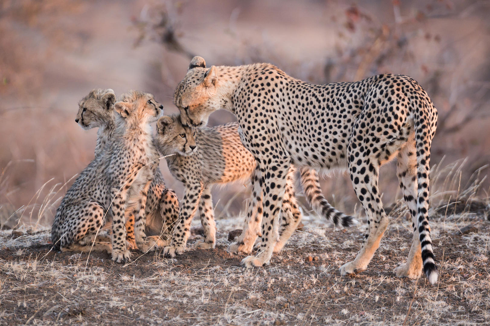 Safari Atelier - Mashatu Prive Reservaat - Botswana -