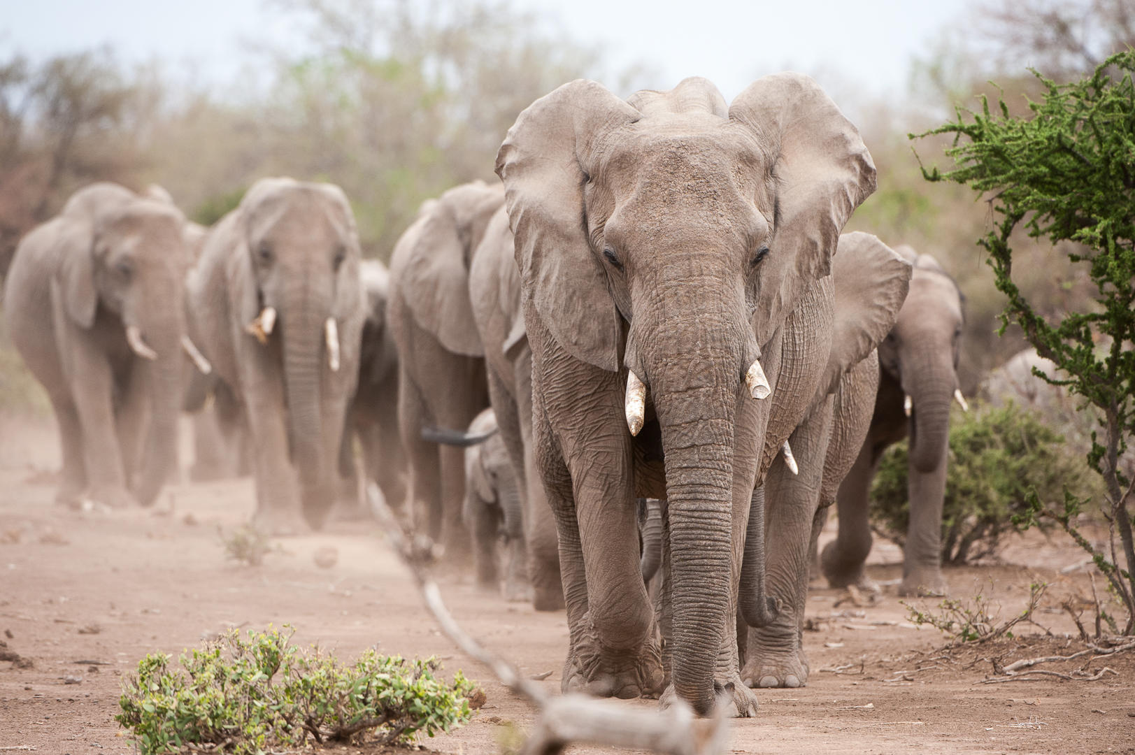 Safari Atelier - Mashatu Prive Reservaat - Botswana -