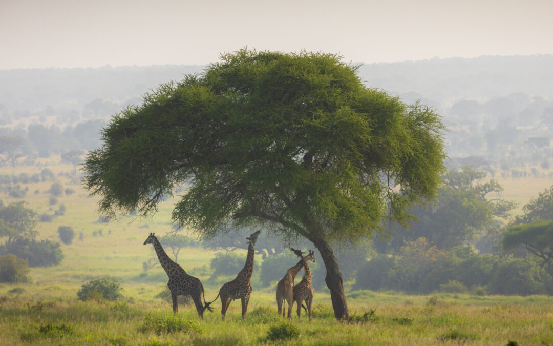 Reizen in het regenseizoen in het noorden van Tanzania