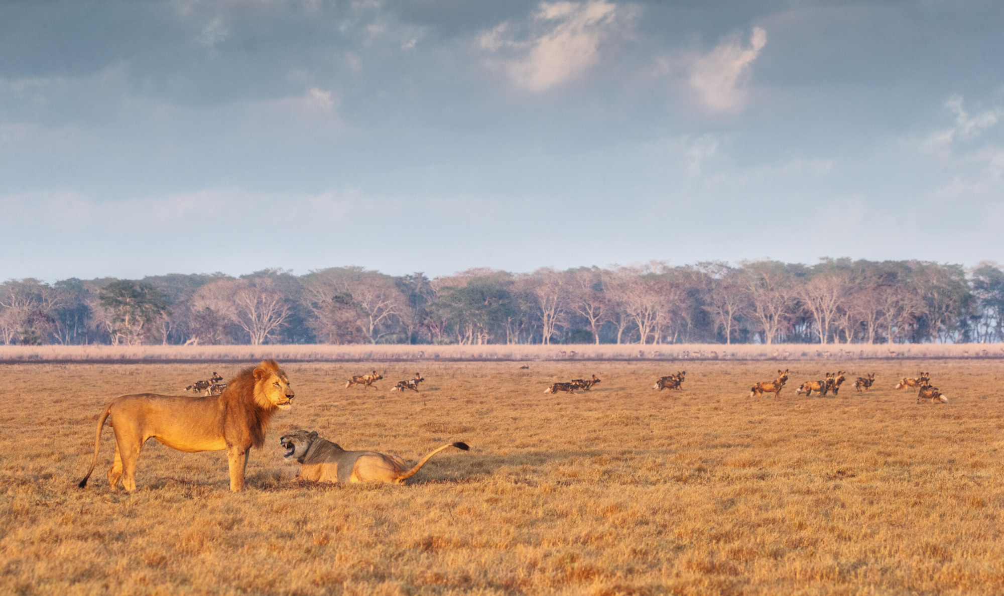 Safari Atelier - Gorongosa - Mozambique