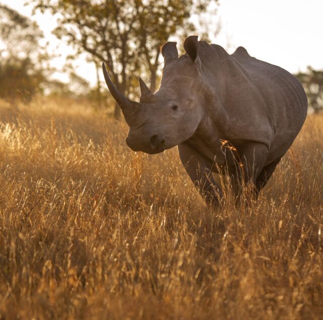 Welgevonden privereservaat.. Wat een geweldige plek om de witte neushoorn in grote(re) aantallen te kunnen aanschouwen. We supporten Welgevonden graag, vanwege de natuurlijke schoonheid, maar ook vooral omdat het zo’n enorme focus legt op duurzaamheid en het behoud van deze zeer bedreigde diersoorten. 

Het reservaat ligt in de Waterberg-regio van Limpopo, met afwisselende heuvels, kloven, grasvlaktes en bushveld. Het uitzicht is vaak spectaculair, vooral bij zonsopkomst en zonsondergang. Hierdoor levert het ook nog eens magisch mooie momenten op! 🙏

Benieuwd naar hoe je Welgevonden in een Zuid-Afrika reis kan verwerken en wat ons favoriete lodges zijn? Stuur ons een berichtje ☺️