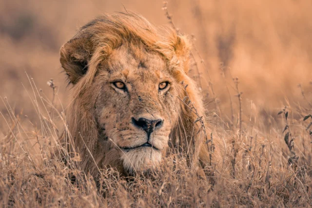 “𝑁𝑎 𝑘𝑖𝑙𝑜𝑚𝑒𝑡𝑒𝑟𝑠 𝑟𝑖𝑗𝑑𝑒𝑛 𝑜𝑣𝑒𝑟 𝑑𝑒 𝑒𝑖𝑛𝑑𝑒𝑙𝑜𝑧𝑒 𝑣𝑙𝑎𝑘𝑡𝑒𝑠 𝑣𝑎𝑛 𝑑𝑒 𝑆𝑒𝑟𝑒𝑛𝑔𝑒𝑡𝑖 𝑏𝑟𝑎𝑘 𝑒𝑒𝑛 𝑙𝑢𝑖𝑑 𝑙𝑒𝑒𝑢𝑤𝑒𝑛𝑔𝑒𝑏𝑟𝑢𝑙 𝑑𝑒 𝑠𝑡𝑖𝑙𝑡𝑒. 𝐷𝑎𝑡 𝑑𝑖𝑒𝑝𝑒, 𝑜𝑒𝑟𝑘𝑙𝑖𝑛𝑘𝑒𝑛𝑑𝑒 𝑟𝑜𝑒𝑝𝑒𝑛 𝑙𝑒𝑖𝑑𝑑𝑒 𝑜𝑛𝑠 𝑟𝑒𝑐ℎ𝑡 𝑛𝑎𝑎𝑟 𝑑𝑒𝑧𝑒 𝑚𝑎𝑗𝑒𝑠𝑡𝑢𝑒𝑢𝑧𝑒 𝑙𝑒𝑒𝑢𝑤, 𝑣𝑒𝑟𝑏𝑜𝑟𝑔𝑒𝑛 𝑖𝑛 ℎ𝑒𝑡 𝑔𝑜𝑢𝑑𝑘𝑙𝑒𝑢𝑟𝑖𝑔𝑒 𝑔𝑟𝑎𝑠. 𝐸𝑒𝑛 𝑜𝑛𝑡𝑚𝑜𝑒𝑡𝑖𝑛𝑔 𝑑𝑖𝑒 𝑑𝑒 𝑘𝑟𝑎𝑐ℎ𝑡, 𝑟𝑢𝑠𝑡 𝑒𝑛 𝑝𝑢𝑢𝑟ℎ𝑒𝑖𝑑 𝑣𝑎𝑛 𝑇𝑎𝑛𝑧𝑎𝑛𝑖𝑎 𝑝𝑒𝑟𝑓𝑒𝑐𝑡 𝑠𝑎𝑚𝑒𝑛𝑏𝑟𝑒𝑛𝑔𝑡.” ⁣

Tom Senders maakte deze foto in de Serengeti, Tanzania (september 2025). Dankjewel @tomsenders_nl dat je de Safari Atelier kalender met deze foto de meest mooie januari maand hebt gegeven! 🥰

#tanzaniareis #safari #safaritanzania #tanzania #safaritanzania #safariatelier #uniekereis #serengeti, #serengetinationalpark #lion #leeuw #Tanzania, #WildlifePhotography, #AfricanSafari, #NationalParks, #Safari, #Nature #Travel