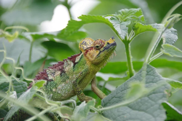 “𝐷𝑒𝑧𝑒 𝑘𝑎𝑚𝑒𝑙𝑒𝑜𝑛 𝑣𝑜𝑛𝑑𝑒𝑛 𝑤𝑒 𝑖𝑛 𝑆𝑖𝑝𝑖 𝐹𝑎𝑙𝑙𝑠. 𝐼𝑘 𝑣𝑖𝑛𝑑 ℎ𝑒𝑚 𝑏𝑖𝑗𝑧𝑜𝑛𝑑𝑒𝑟 𝑜𝑚𝑑𝑎𝑡 ℎ𝑒𝑡 𝑑𝑒 𝑝𝑟𝑎𝑐ℎ𝑡𝑖𝑔𝑒 𝑘𝑙𝑒𝑢𝑟𝑒𝑛 𝑣𝑎𝑛 𝑑𝑒 𝑘𝑎𝑚𝑒𝑙𝑒𝑜𝑛 𝑡𝑜𝑜𝑛𝑡 𝑖𝑛 𝑒𝑒𝑛 𝑚𝑜𝑜𝑖𝑒 𝑔𝑟𝑜𝑒𝑛𝑒 𝑜𝑚𝑔𝑒𝑣𝑖𝑛𝑔. 𝑁𝑒𝑡 𝑎𝑙𝑠 ℎ𝑒𝑡 𝑙𝑎𝑛𝑑 𝑂𝑒𝑔𝑎𝑛𝑑𝑎; 𝑔𝑟𝑜𝑒𝑛 𝑒𝑛 𝑘𝑙𝑒𝑢𝑟𝑟𝑖𝑗𝑘!”

Bob Schoeber maakte deze foto in Sipi Falls, Oeganda (mei 2025)

Een heerlijk groene foto om deze winterse februari maand wat extra kleur te geven! Dankjewel Bob, voor het delen van deze geweldige foto. Die ook veel zegt over de veelzijdigheid van het Afrikaanse continent 🙏