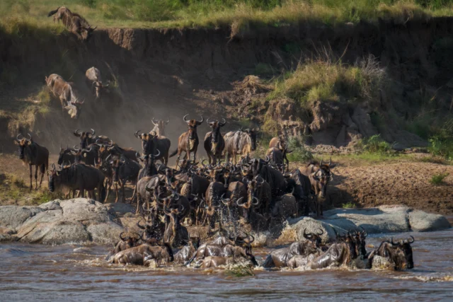 “𝑀𝑖𝑗𝑛 𝑑𝑜𝑒𝑙 𝑜𝑚 𝑡𝑒 𝑧𝑖𝑒𝑛 𝑒𝑛 𝑑𝑢𝑠 ℎ𝑒𝑡 ℎ𝑜𝑜𝑔𝑡𝑒𝑝𝑢𝑛𝑡 𝑜𝑚 𝑧𝑒𝑙𝑓𝑠 𝑡𝑤𝑒𝑒 𝑘𝑒𝑒𝑟 𝑡𝑒 𝑒𝑟𝑣𝑎𝑟𝑒𝑛: 𝑑𝑒 𝑚𝑎𝑠𝑠𝑎𝑙𝑒 “𝑔𝑟𝑜𝑡𝑒 𝑜𝑣𝑒𝑟𝑠𝑡𝑒𝑒𝑘” - 𝐻𝑒𝑡 𝑘𝑖𝑝𝑝𝑒𝑛𝑣𝑒𝑙 𝑚𝑜𝑚𝑒𝑛𝑡 𝑤𝑎𝑡 𝑠𝑡𝑒𝑒𝑑𝑠 𝑤𝑒𝑒𝑟 𝑡𝑒𝑟𝑢𝑔𝑘𝑜𝑚𝑡 𝑏𝑖𝑗 ℎ𝑒𝑡 𝑧𝑖𝑒𝑛 𝑣𝑎𝑛 𝑑𝑖𝑡 𝑏𝑒𝑒𝑙𝑑.” 

Ton Reynders maakte deze foto in de Serengeti, Tanzania (september 2025). Dankjewel @ton.reynders.photography dat je de Safari Atelier kalender met deze foto een spectaculair mooie maand maart hebt gegeven! 🥰

PS: Dit spektakel, met levensgevaarlijke rivieroversteken en roofdieren, vindt het hele jaar door plaats. De hoogtepunten voor velen zijn het kalveren in het zuiden (jan-mrt) en de rivieroversteek in de noordelijke regio (jul-okt). 

#safariatelier #tanzaniareis #safari #safaritanzania #tanzania #safaritanzania #safariatelier #uniekereis #serengeti, #serengetinationalpark #greatmigration #migratie #grotemigratie #Tanzania, #WildlifePhotography, #AfricanSafari, #NationalParks, #Safari, #Nature #Travel